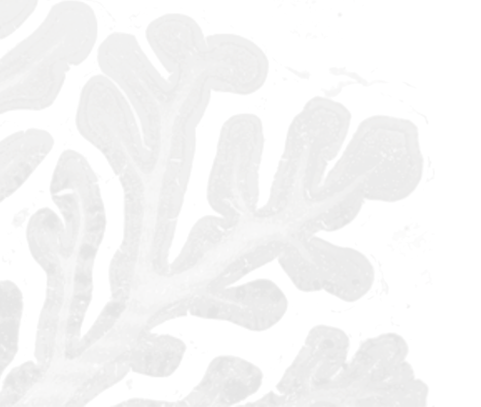 Close-up of brain as a faded background.