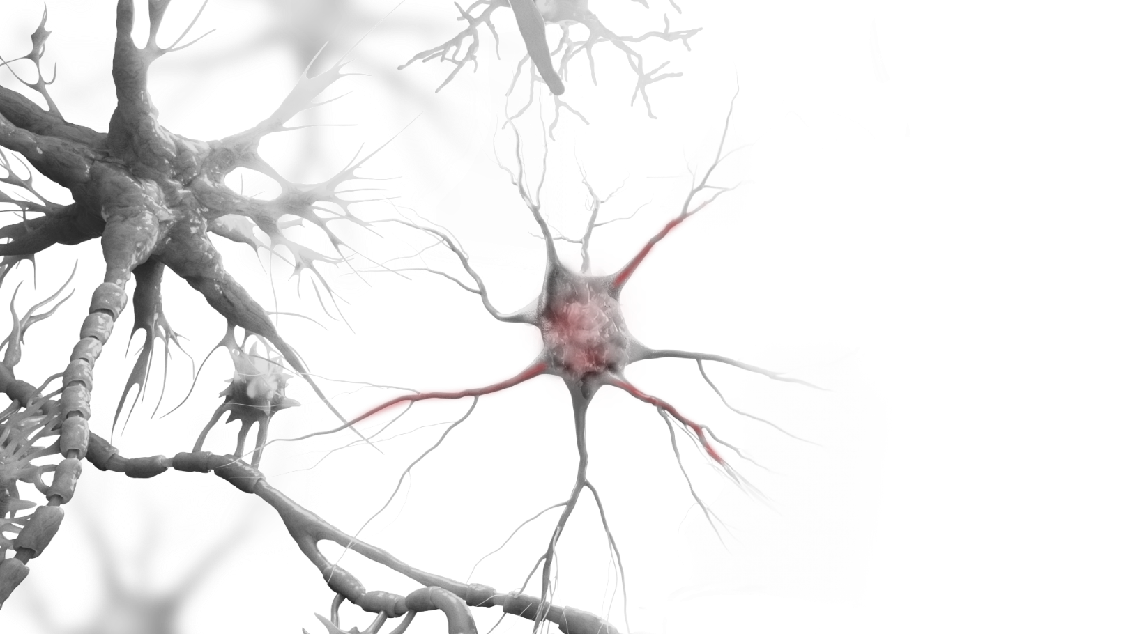 A black and white artistic rendering of an astrocyte and neurons with faint red coloration to suggest astrocyte reactivity.